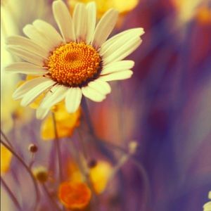 Meet your Posher, Ysabella